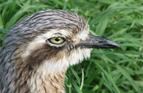 Close-up of Stone Curlew