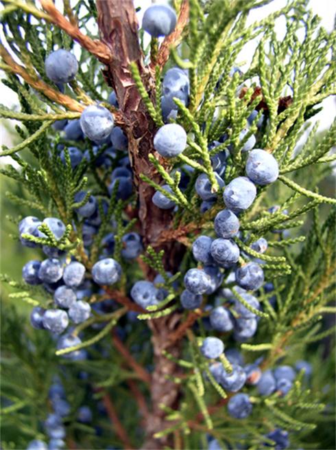 Juniper branch with berries