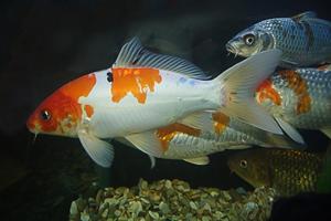 Various pond fish