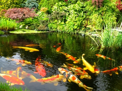 Clear pond with large koi