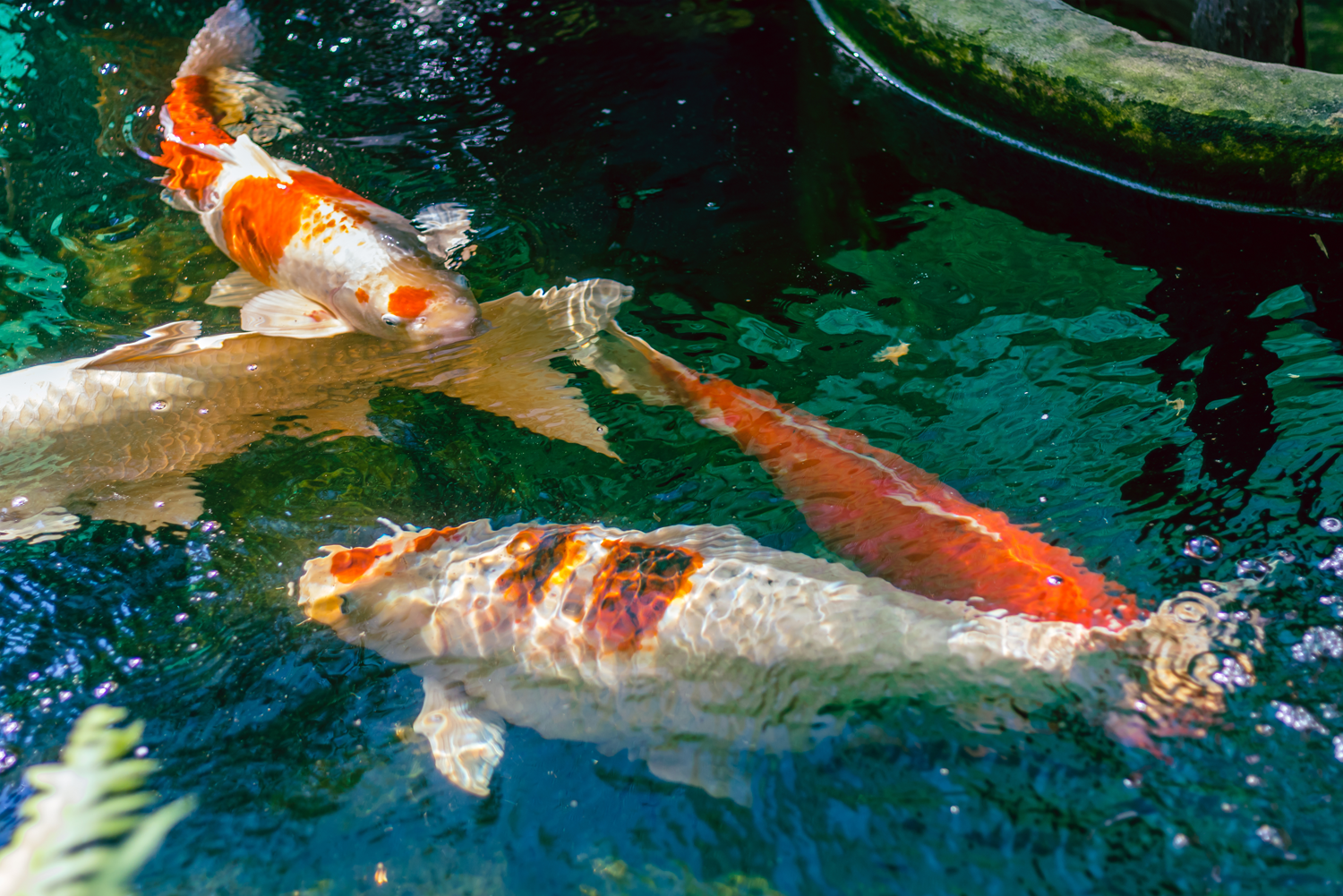 Large Koi in clear pond 