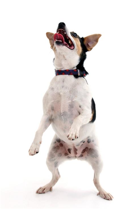 Happy little dog dancing over white background.