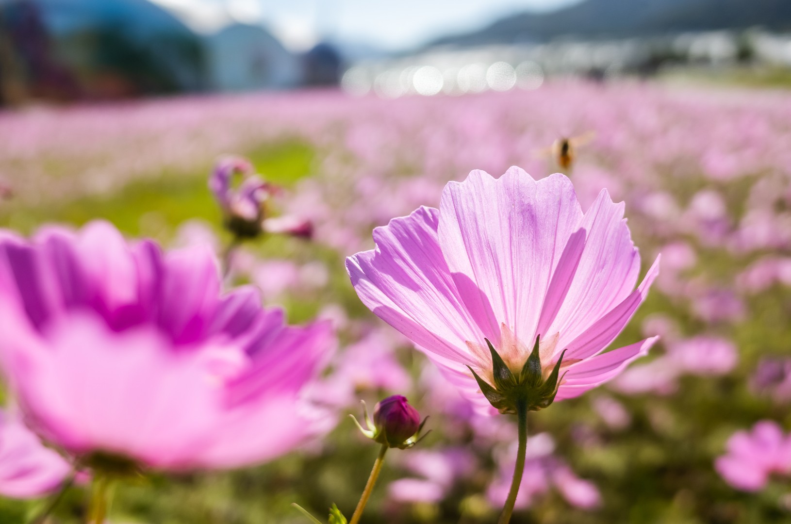 Pink flowers