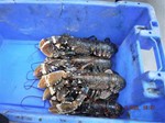 lobsters seized in May 2022 as part of the investigation
