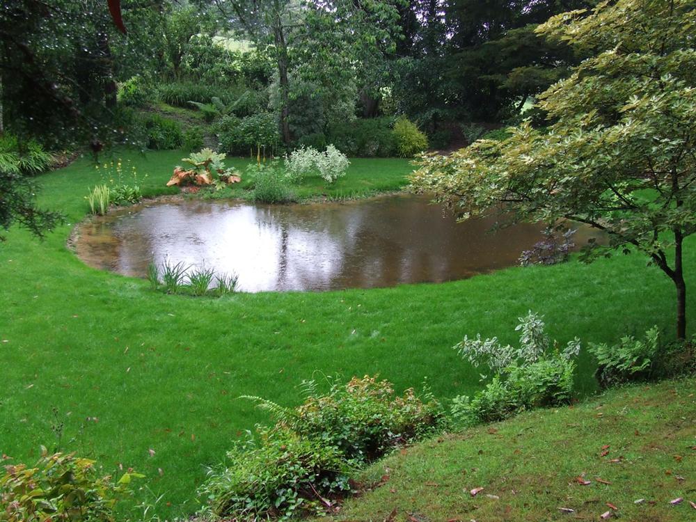 Pond surrounded by green grass and plants