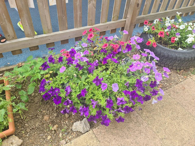 outside pink flowers