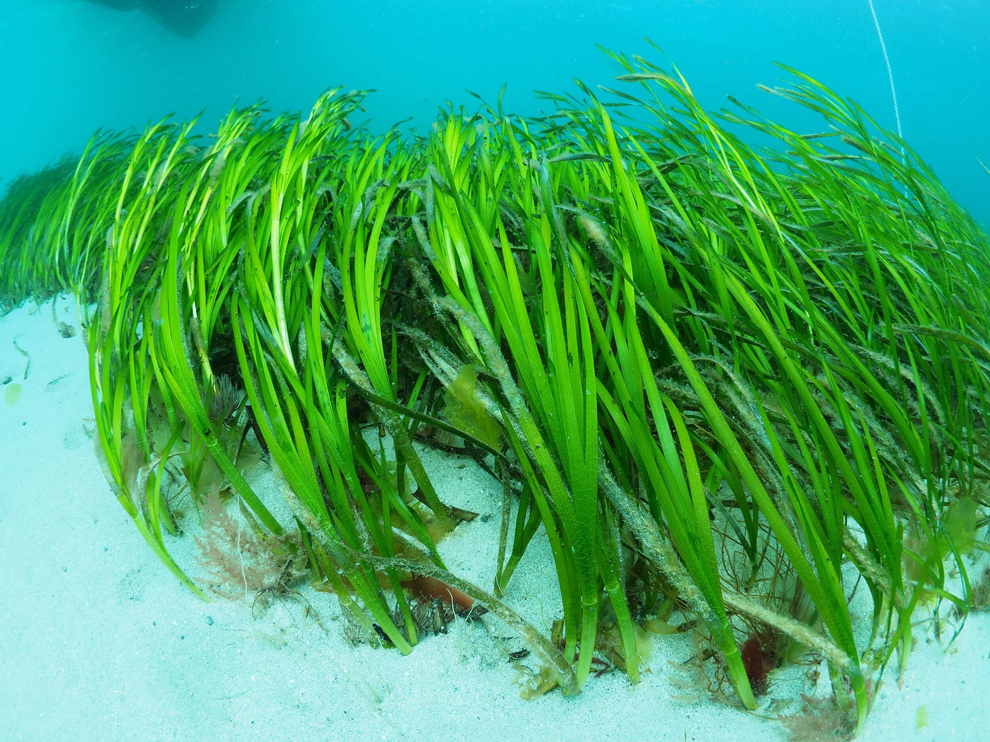 sea grass