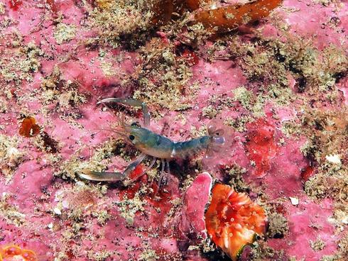 A released Juvenile Lobster