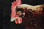 Chicken. Oil on board 5in x 7in