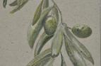 Olives, Greece. Watercolour and pencil on card. 3in x 4in. SOLD.