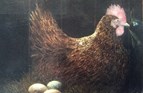 Broody Hen. Oil on canvas. 16 x 20in. SOLD