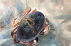 Crab 2, Dorset. Oil on board. 10in x 12in.