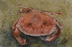 Crab. Watercolour. 4in x 6in. SOLD