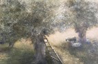 Olive grove, Limni. Oil on canvas, 12in x 16in