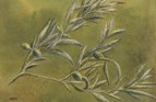Olive branch, Mt Kandili, Euboea, Greece. Watercolour. 5in x 7in. SOLD.