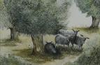 Sheep and olives, Greece. Watercolour on paper 6.25in x 9in. Not for sale.