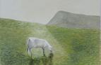 Sheep and shadow. Oil on canvas 10in x 12in SOLD