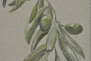 Olives, Greece. Watercolour and pencil on card. 3in x 4in. SOLD.