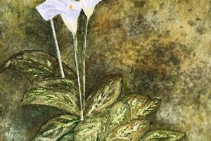 Arum Lily, Oxford. Watercolour. 23cm x 30cm