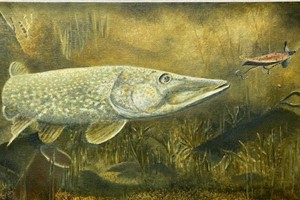 Tony's Pike. Oil on oil paper on board. 18cms x 30cms. SOLD 