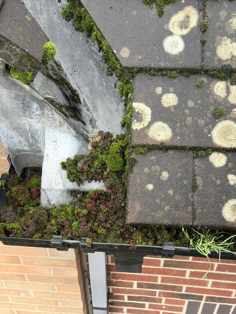 Dirty gutter with plants