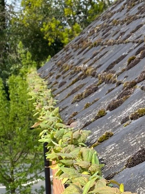 Gutter with green plants