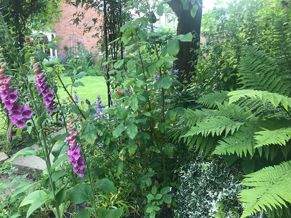 purple flowers in the garden