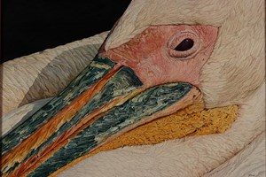 Pelican   705 x 475mm 
Original and Limited Edition Gicleé Print available