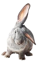 Grey rabbit with ear turned to ground