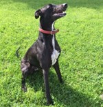 Black-dog-sitting-on-grass