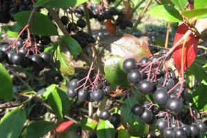 Aronia Melanocarpa Berries ready for picking