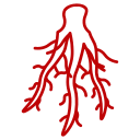 Root