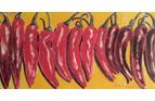
Chillies
Watercolour
Available as A5 blank
greetings card
£2.00 each