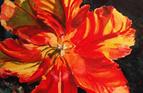 
Parrot Tulip
Watercolour
Available as A5 blank
greetings card
£2.00 each