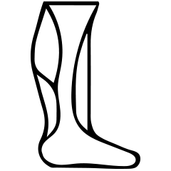 lower limb