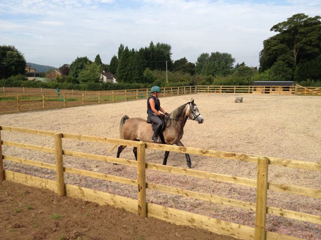 Horse in arena trott