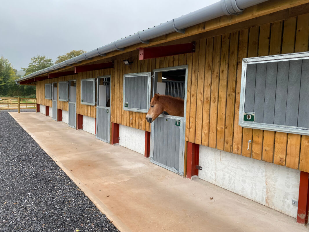 Horse in stable800