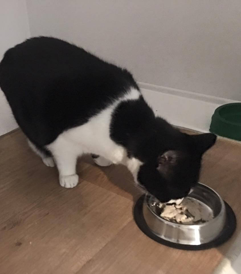 Black and White Cat Eating Food