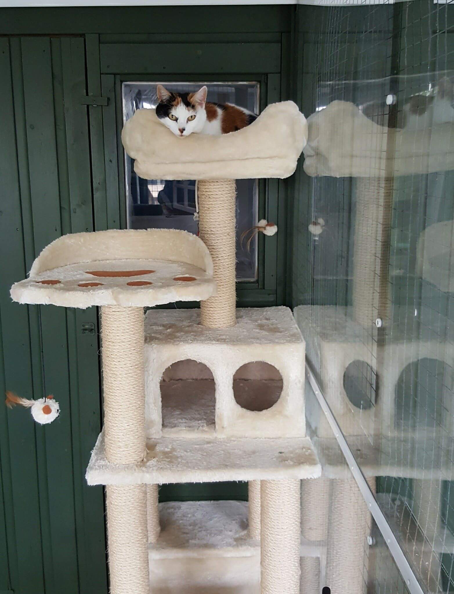 Cat on Large Playing Structure