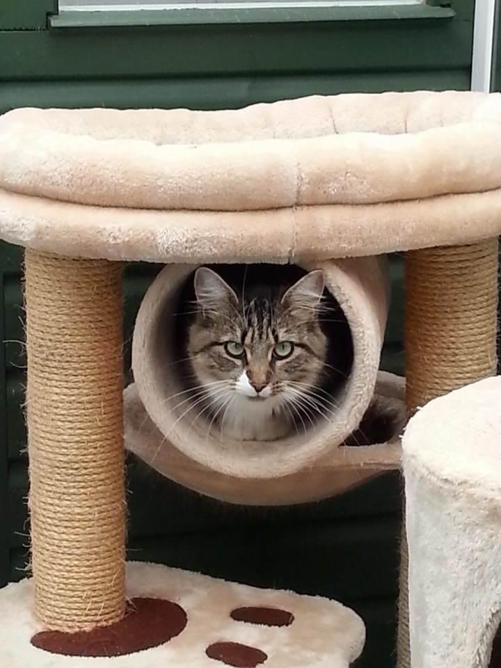 Cat Playing in a Tunnel