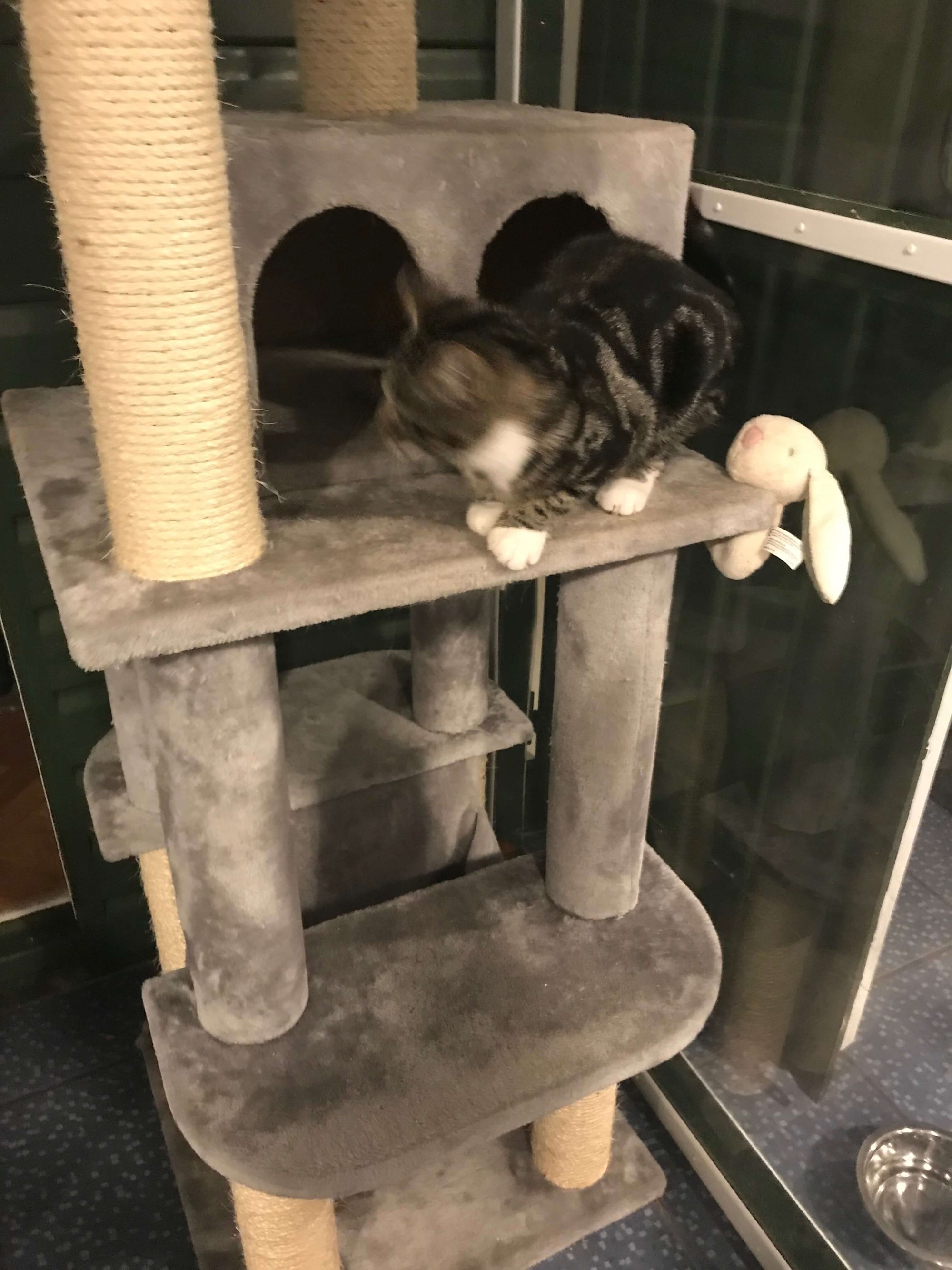Small Cat Playing on Cat Toy Structure