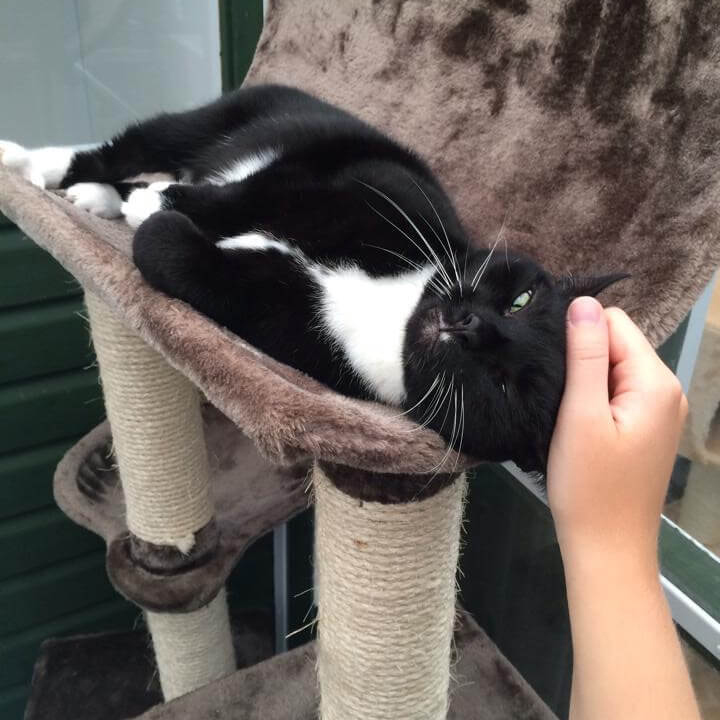 Black and White Cat Getting Stroked