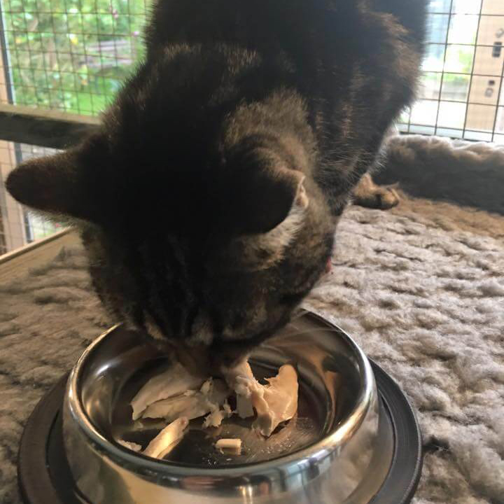 Dark Cat Eating Correct Food