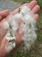 Cottonwood or spruce seed