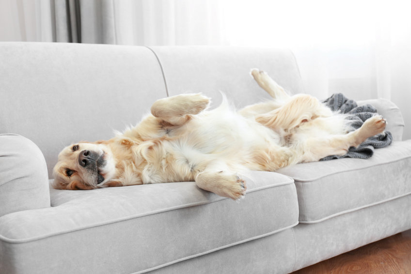 dog laying on a couch
