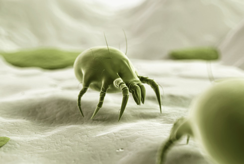 Dust Mite Elimination