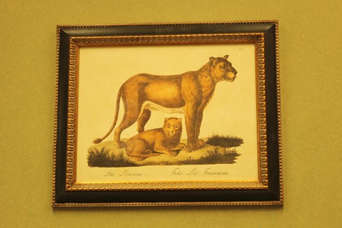 Lioness and cub £26.00 Framed £78.00