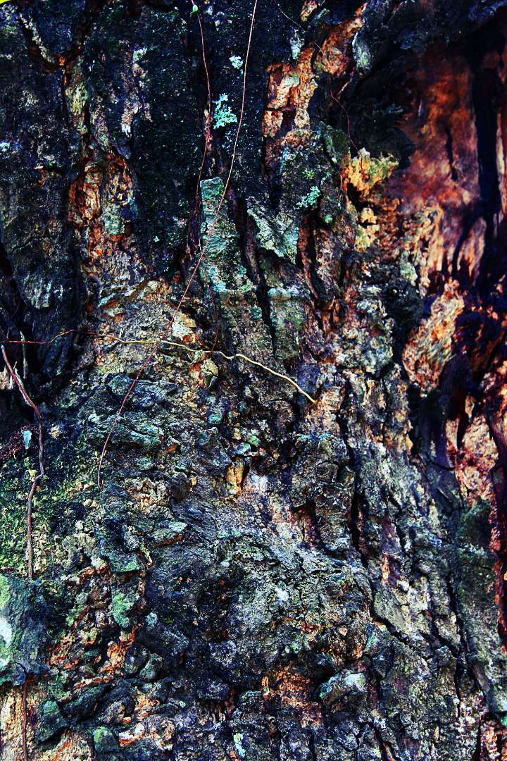 tree bark