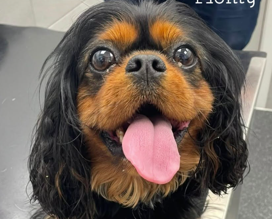 Cavalier King Charles Spaniel
