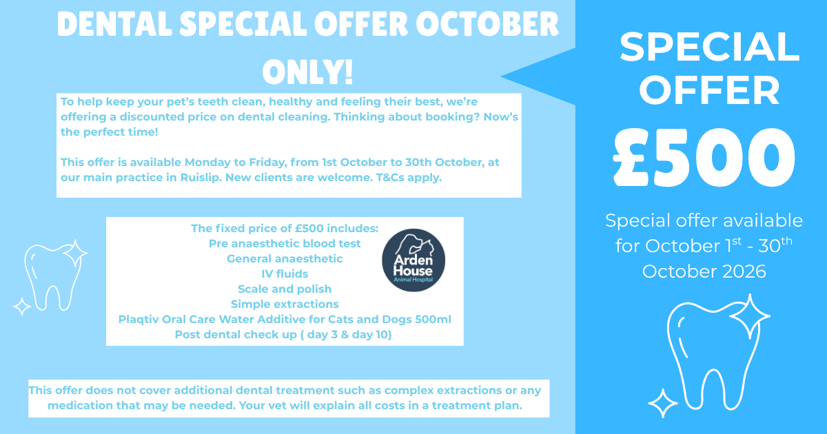 Dental offer